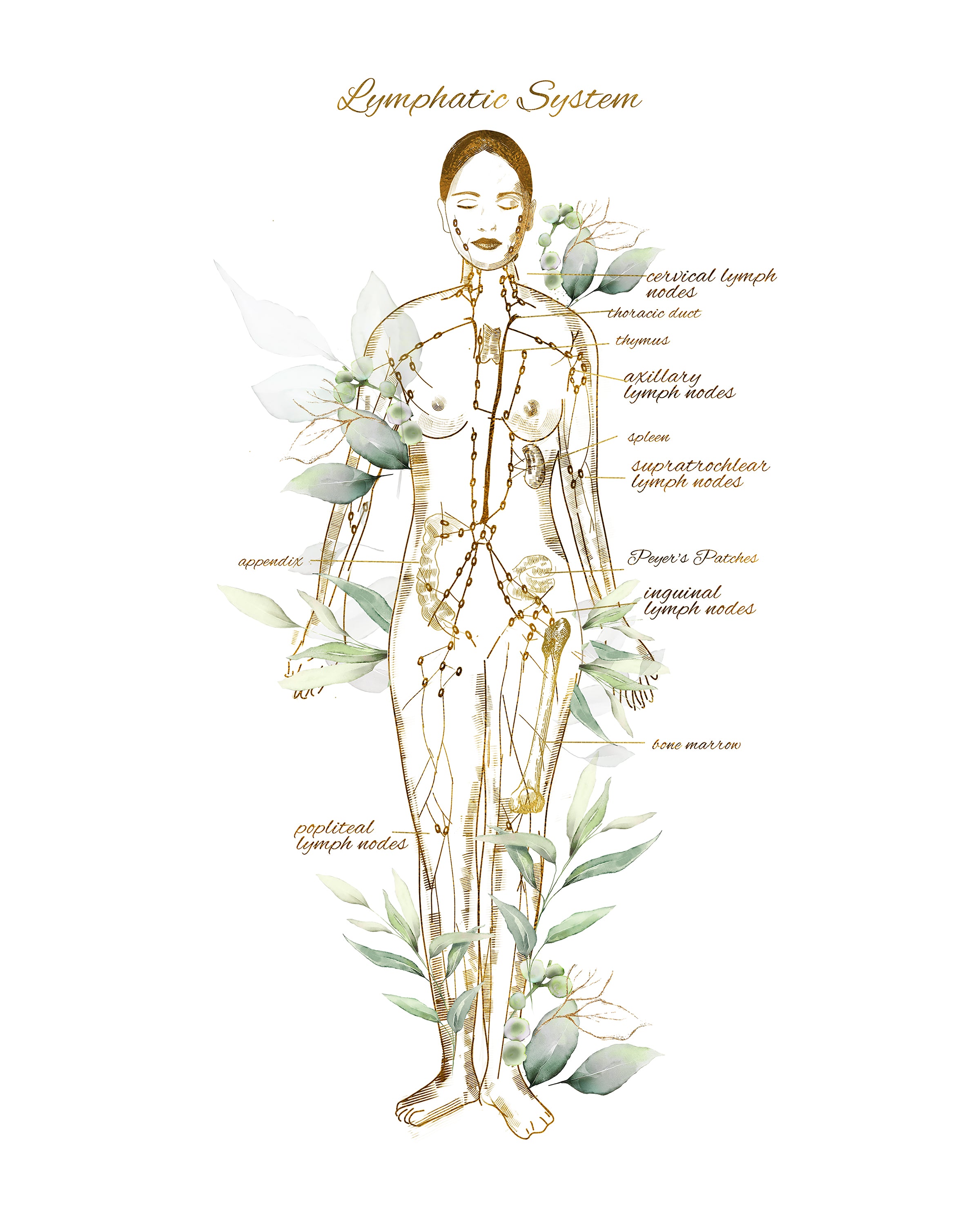 Extended Lymphatic Drainage session (full body plus targeted area or compression management)